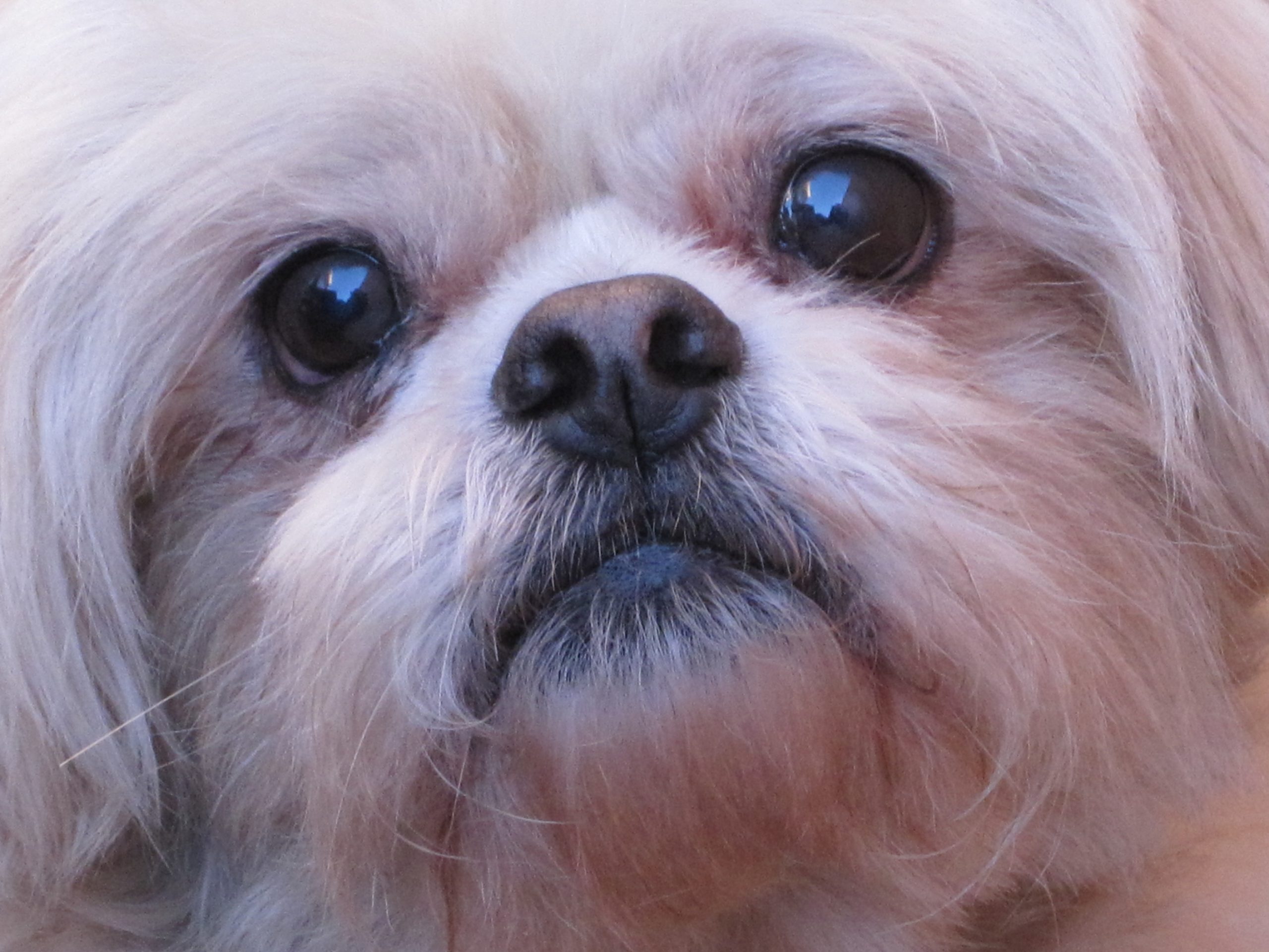 pet 1